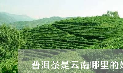 普洱茶是云南哪里的好呢/2023102470485