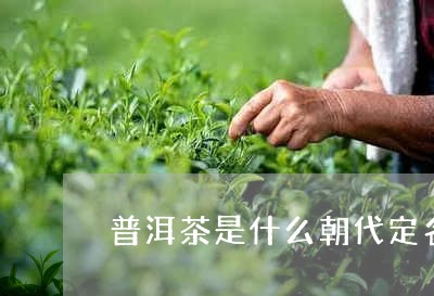 普洱茶是什么朝代定名/2023100773947