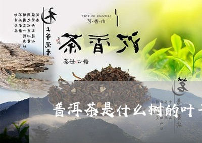 普洱茶是什么树的叶子图片/2023121715158