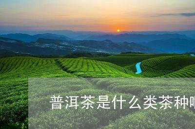 普洱茶是什么类茶种啊/2023101782825