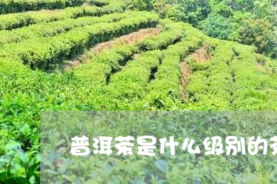 普洱茶是什么级别的茶/2023100742815