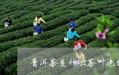 普洱茶是什么茶叶泡的好/2023110130583