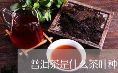 普洱茶是什么茶叶种类/2023100794826