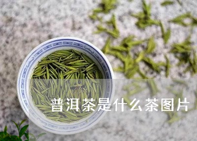 普洱茶是什么茶图片/2023091454149