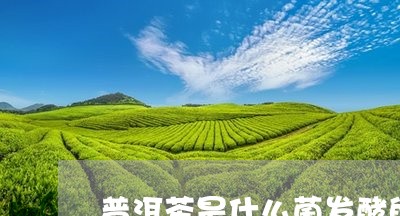 普洱茶是什么菌发酵的/2023062058493