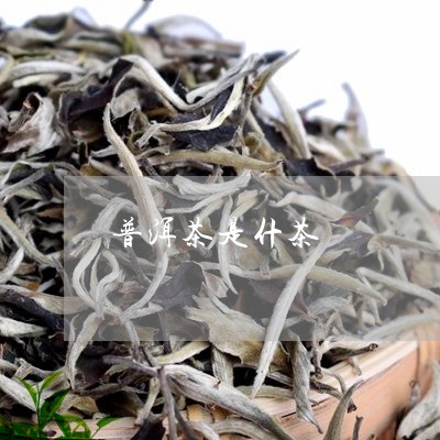 普洱茶是什茶/2023042840228