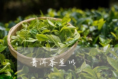 普洱茶是以/2023090527592