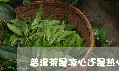 普洱茶是凉心还是热心/2023062450726