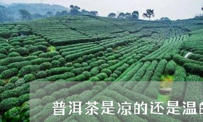 普洱茶是凉的还是温的/2023092730705