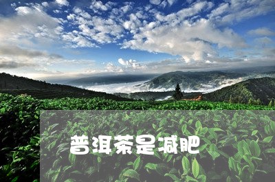 普洱茶是减肥/2023042739529