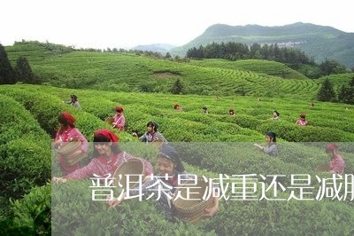 普洱茶是减重还是减脂/2023092748371