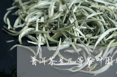 普洱茶是几等茶叶图片/2023062956937