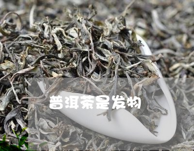 普洱茶是发物/2023042961744