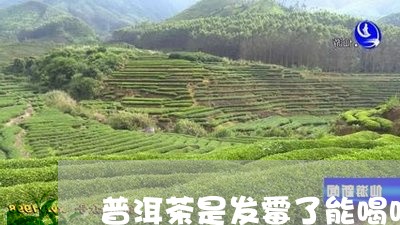 普洱茶是发霉了能喝吗/2023061671604