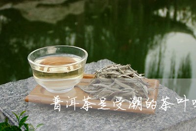 普洱茶是受潮的茶叶吗怎么煮/2023121727392