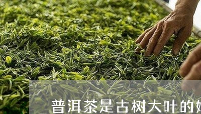 普洱茶是古树大叶的好/2023092778717