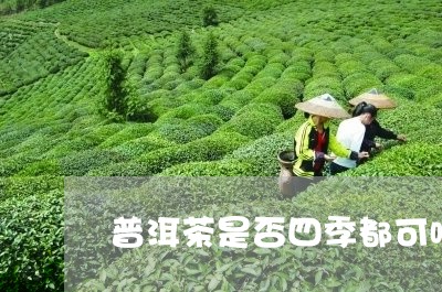 普洱茶是否四季都可喝/2023092794928