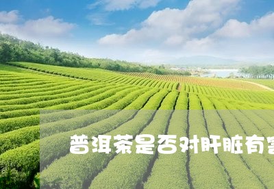 普洱茶是否对肝脏有害/2023062407372