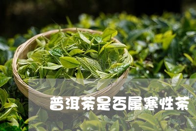 普洱茶是否属寒性茶/2023071073937