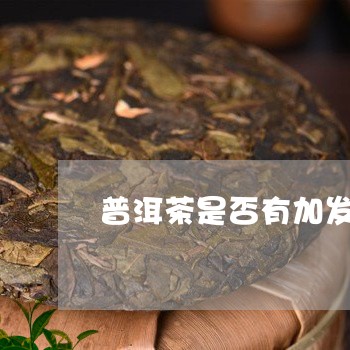 普洱茶是否有加发酵剂/2023072438269