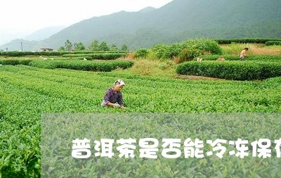 普洱茶是否能冷冻保存/2023062382612