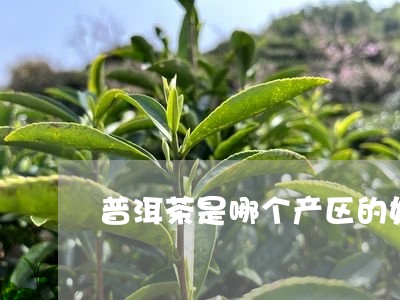 普洱茶是哪个产区的好/2023062219593