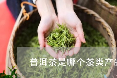 普洱茶是哪个茶类产的/2023073160381