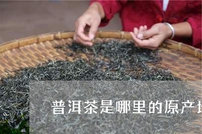 普洱茶是哪里的原产地/2023092700705