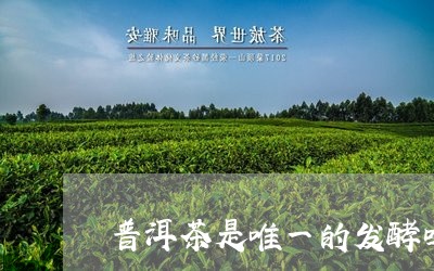 普洱茶是唯一的发酵吗/2023072468602