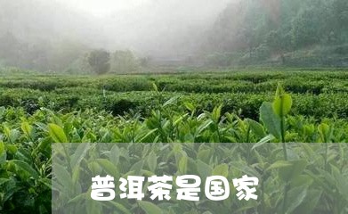 普洱茶是国家/2023042807131