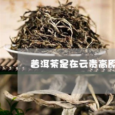 普洱茶是在云贵高原嘛/2023092614058