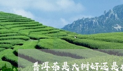 普洱茶是大树好还是乔木好/2023110263936