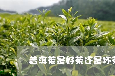 普洱茶是好茶还是坏茶好/2023120744949