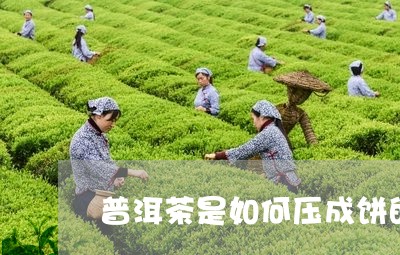 普洱茶是如何压成饼的/2023062023605