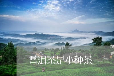 普洱茶是小种茶/2023112662713