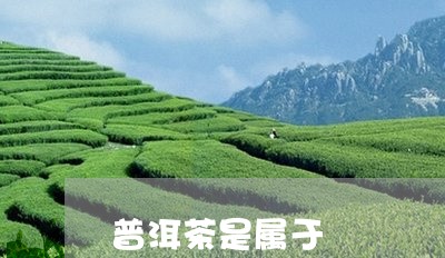 普洱茶是属于/2023042785046