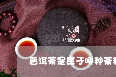 普洱茶是属于哪种茶种类/2023112877370