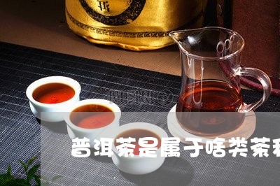 普洱茶是属于啥类茶种的/2023102483614