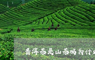 普洱茶是山茶吗为什么有点苦/2023052974037