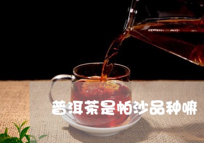 普洱茶是帕沙品种嘛/2023110648392