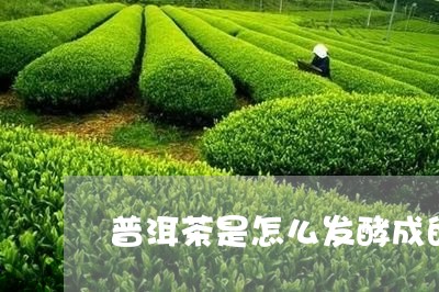 普洱茶是怎么发酵成的/2023092906240