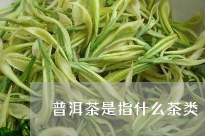 普洱茶是指什么茶类/2023120549272