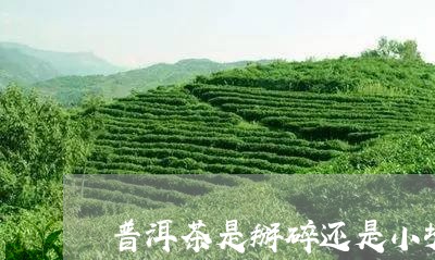 普洱茶是掰碎还是小块/2023092964269