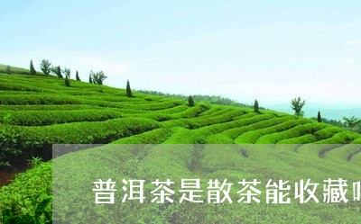 普洱茶是散茶能收藏吗/2023120661736