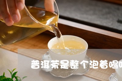 普洱茶是整个泡着喝吗/2023062124037