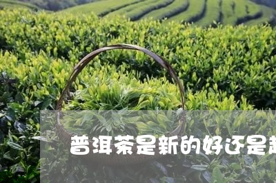 普洱茶是新的好还是越陈越好/2023052971626