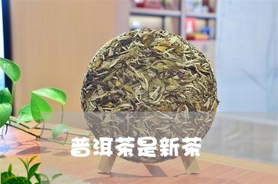 普洱茶是新茶/2023101625147