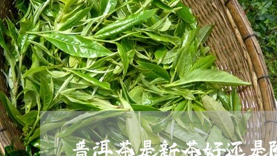 普洱茶是新茶好还是陈茶好喝/2023052855849