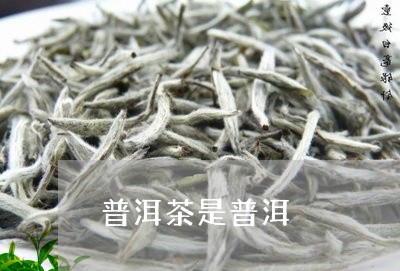 普洱茶是普洱/2023042833540