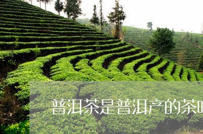 普洱茶是普洱产的茶吗/2023062837381